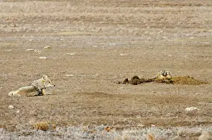 Taxidea: Coyote and American Badger (Taxidea taxus) hunting