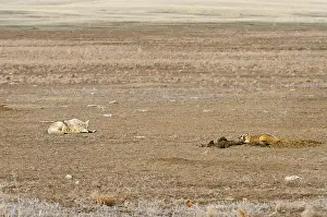 Taxidea: Coyote and American Badger (Taxidea taxus) hunting