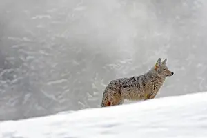 Coyotes: Coyote / American Jackal / Brush / Prairie Wolf - in snow