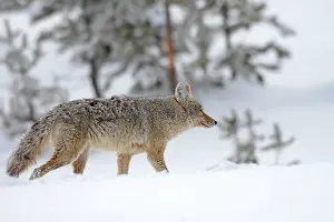 Coyotes: Coyote / American Jackal / Brush / Prairie Wolf - in snow