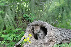 Coyotes: Coyote - Baby 5 weeks old