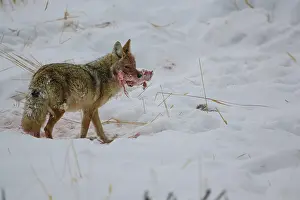 Chunk: Coyote bloodied walking with chunk of elk - Bloody