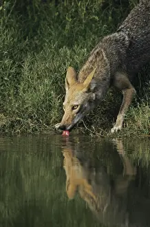 Canids: Coyote (Canis latrans), adult drinking from pond
