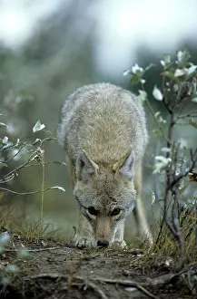 Beast: Coyote (Canis latrans) Jasper Nationalpark, Alberta