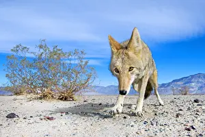 030218: Coyote (Canis latrans) male looking towards cam