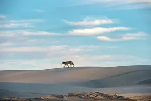 Coyote: Coyote (Canis latrans) in sand dunes, Baja California