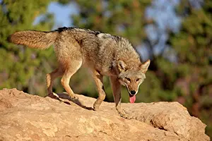 Jackal: Coyote (Canis latrans) searching for food, Utah