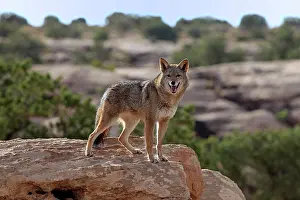 Jackal: Coyote (Canis latrans) standing on rocks, Utah