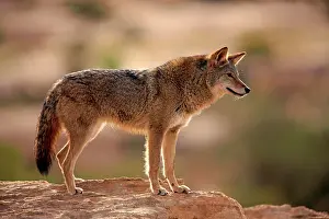 Jackal: Coyote (Canis latrans) standing on rocks, Utah