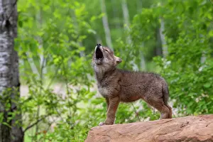 Howling: Coyote (Canis latrans), Young, Howling, Minnesota