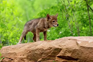 Coyote: Coyote (Canis latrans), Young, Minnesota, United