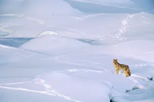 Pugmarks: Coyote - checking out other animal tracks on frozen
