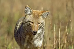 Coyotes: Coyote - Close up of head from front