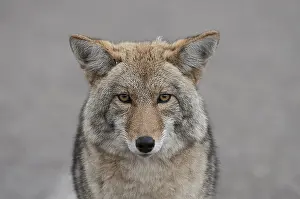 Stare: Coyote close up starring - Close up of Coyote starring