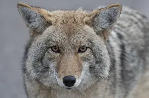 Stare: Coyote close up starring - Close up of Coyote starring