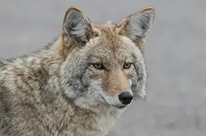 Stare: Coyote close up starring - Close up of Coyote starring