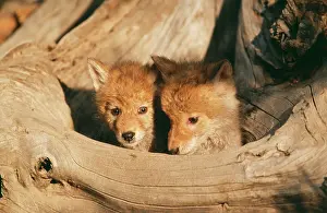 Coyotes: COYOTE CUBS - TWO AT TREE FOOT