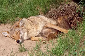 Coyotes: Coyote - at den with pups
