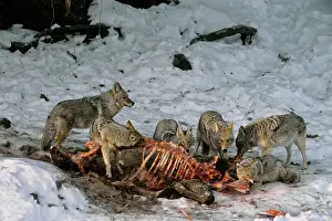 Coyotes: Coyote - feeding (scavenging) on elk carcass (Elk