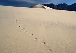Pugmarks: Coyote Footprints - on sand dunes
