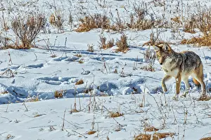 Yellowstone: Coyote in Hayden Valley of Yellowstone National Park