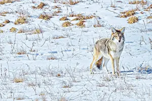 Yellowstone: Coyote in Hayden Valley of Yellowstone National Park