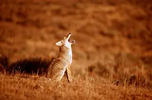 Howling: COYOTE - howling