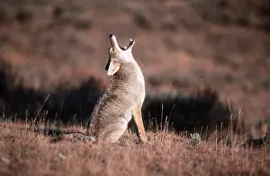 Howling: COYOTE - howling
