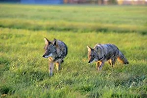 Coyotes: Coyote - two hunting in farm meadow