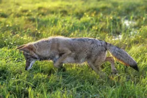 Coyotes: Coyote - listening intently for vole in grass
