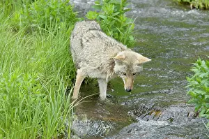 Coyotes: Coyote - looking for spawning cutthroat trout in