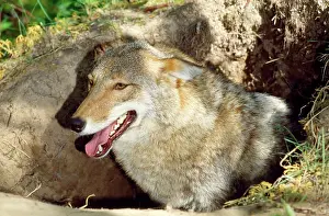 Dens: COYOTE - mother at den