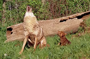 Howling: Coyote - mother and pup howling