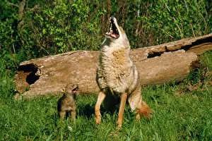 Howling: COYOTE - mother and pup howling together