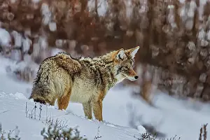 Yellowstone: Coyote in Northern Range of Yellowstone National Park