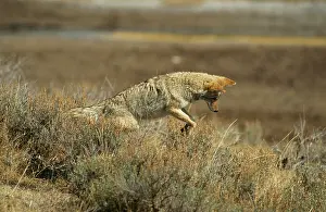 Pouncing: COYOTE - pouncing