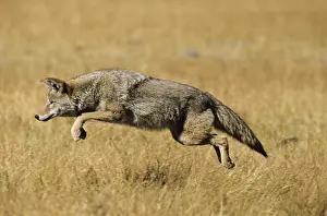 Pouncing: Coyote - pouncing on vole