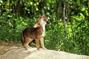 Howling: COYOTE - pup howling