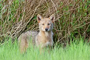 Coyotes: Coyote - pups