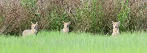 Coyotes: Coyote - pups