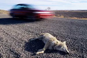 Roadkill: Coyote - road kill with passing car
