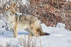 Yellowstone: Coyote roaming in the Lamar Valley in Yellowstone