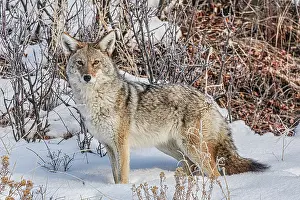 Yellowstone: Coyote roaming in the Lamar Valley in Yellowstone