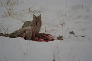 Carcus: Coyote scavenging dead elk - Coyote consuming a