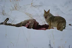 Carcus: Coyote scavenging dead elk - Coyote consuming a