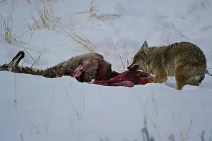 Carcus: Coyote scavenging dead elk - Coyote consuming a
