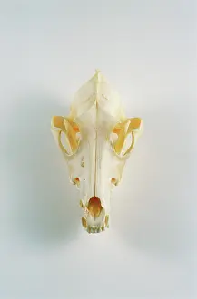Skull: Coyote skull