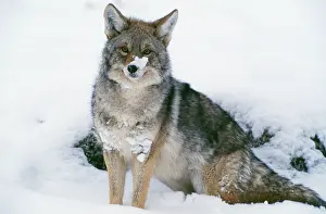 Coyotes: Coyote - in snow