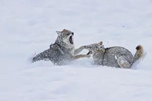 Yellowstone: Coyote during a snowstorm in Yellowstone National