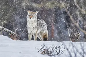 Yellowstone: Coyote during a snowstorm in Yellowstone National